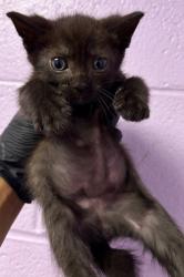 Shelter Stray Female Cat last seen El Paso, TX 79936, Fort Bliss, TX 79906