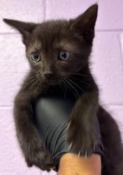 Shelter Stray Female Cat last seen El Paso, TX 79936, Fort Bliss, TX 79906