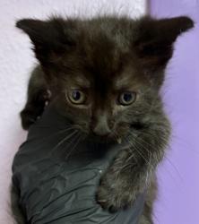 Shelter Stray Female Cat last seen El Paso, TX 79936, Fort Bliss, TX 79906