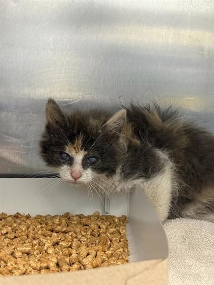 Shelter Stray Female Cat last seen Near windmill Palm, CITY of El Paso, TX, Fort Bliss, TX 79906