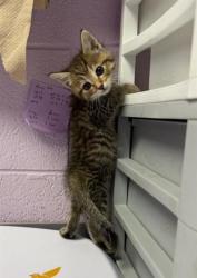 Shelter Stray Female Cat last seen El Paso, TX 79935, Fort Bliss, TX 79906