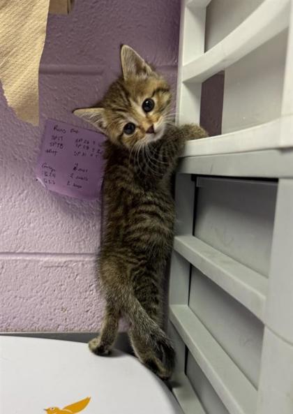 Shelter Stray Female Cat last seen El Paso, TX 79935, Fort Bliss, TX 79906