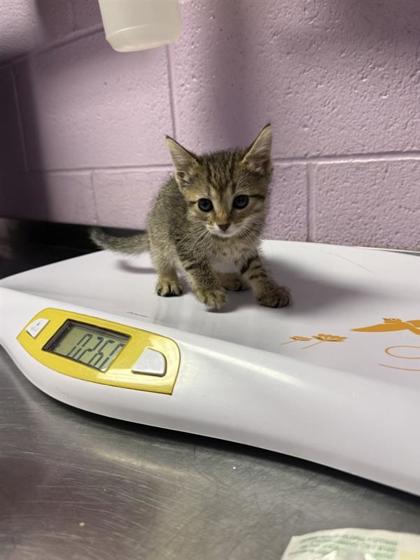 Shelter Stray Female Cat last seen El Paso, TX 79935, Fort Bliss, TX 79906