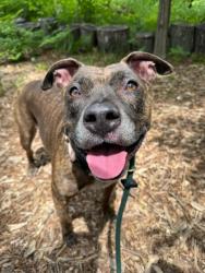 Shelter Stray Female Dog last seen Near Woodring ave, 21234, MD, Baltimore, MD 21230