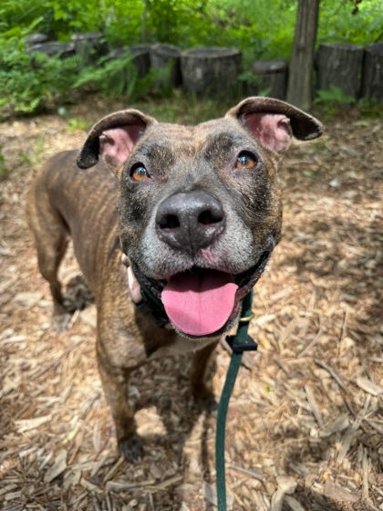 Shelter Stray Female Dog last seen Near Woodring ave, 21234, MD, 301 Stockholm St, Baltimore, MD 21230, USA