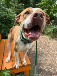 Shelter Stray Male Dog last seen Near Washburn Ave, 21225, MD, Baltimore, MD 21230