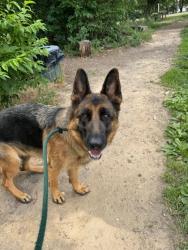 Shelter Stray Female Dog last seen Near Sequoia Ave., 21215, MD, Baltimore, MD 21230