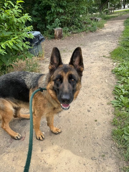 Shelter Stray Female Dog last seen Near Sequoia Ave., 21215, MD, Baltimore, MD 21230