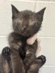 Shelter Stray Male Cat last seen Near Rokeby Rd., 21229, MD, Baltimore, MD 21230