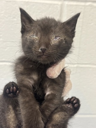 Shelter Stray Male Cat last seen Near Rokeby Rd., 21229, MD, Baltimore, MD 21230