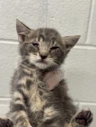 Shelter Stray Male Cat last seen Near Rokeby Rd., 21229, MD, Baltimore, MD 21230