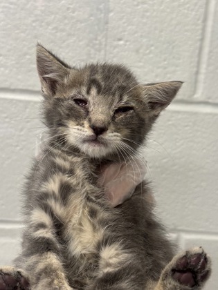 Shelter Stray Male Cat last seen Near Rokeby Rd., 21229, MD, Baltimore, MD 21230