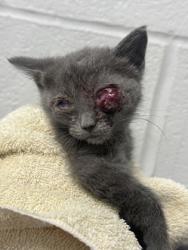 Shelter Stray Female Cat last seen Near Rokeby Rd., 21229, MD, Baltimore, MD 21230