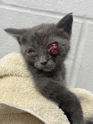 Shelter Stray Female Cat last seen Near Rokeby Rd., 21229, MD, Baltimore, MD 21230