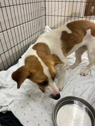 Shelter Stray Female Dog last seen Near Gross Rd., 75149, TX, 1650 Gross Rd, Mesquite, TX 75149, USA