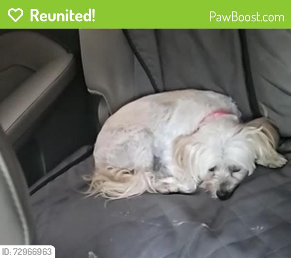 Reunited Female Dog last seen Norcross Tucker Rd, Norcross, GA 30093