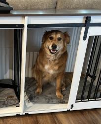 Reunited Female Dog last seen Near Valley Stream Dr , Raleigh, NC 27604