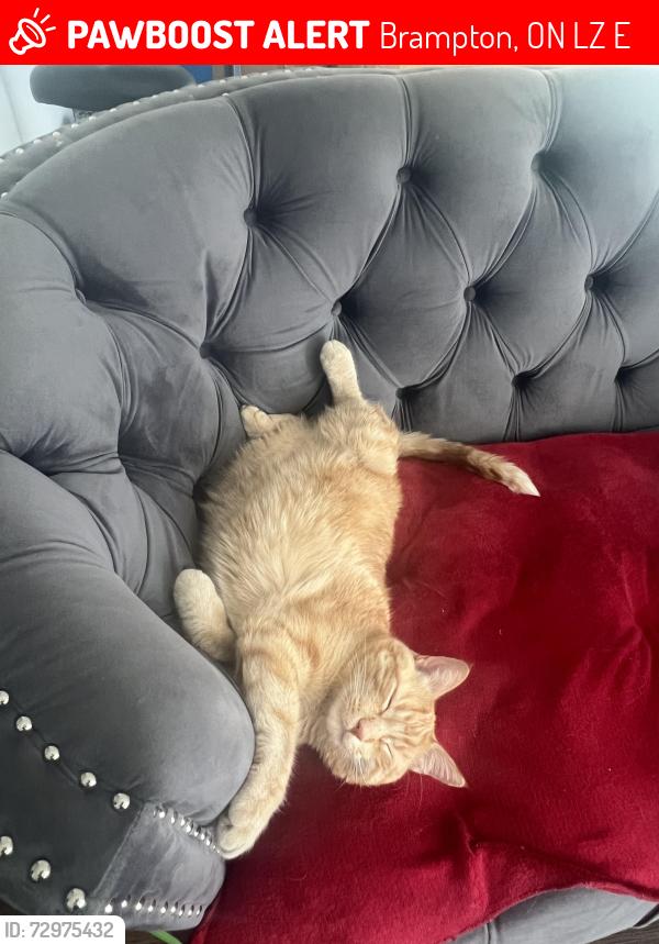 Lost Male Cat last seen Primrose and Conestoga, Brampton, ON L6Z 1E4