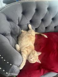 Lost Male Cat last seen Primrose and Conestoga, Brampton, ON L6Z 1E4