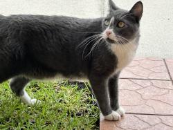 Found/Stray Unknown Cat last seen Near SW 176 , Miami, FL 33177