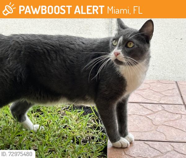 Found/Stray Unknown Cat last seen Near SW 176 , Miami, FL 33177