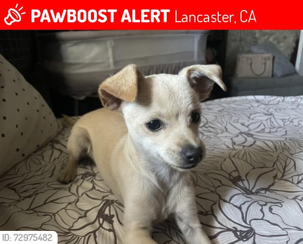 Lost Female Dog last seen Ave H8 & division, Lancaster, CA 93535