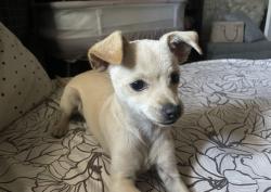 Lost Female Dog last seen Ave H8 & division, Lancaster, CA 93535