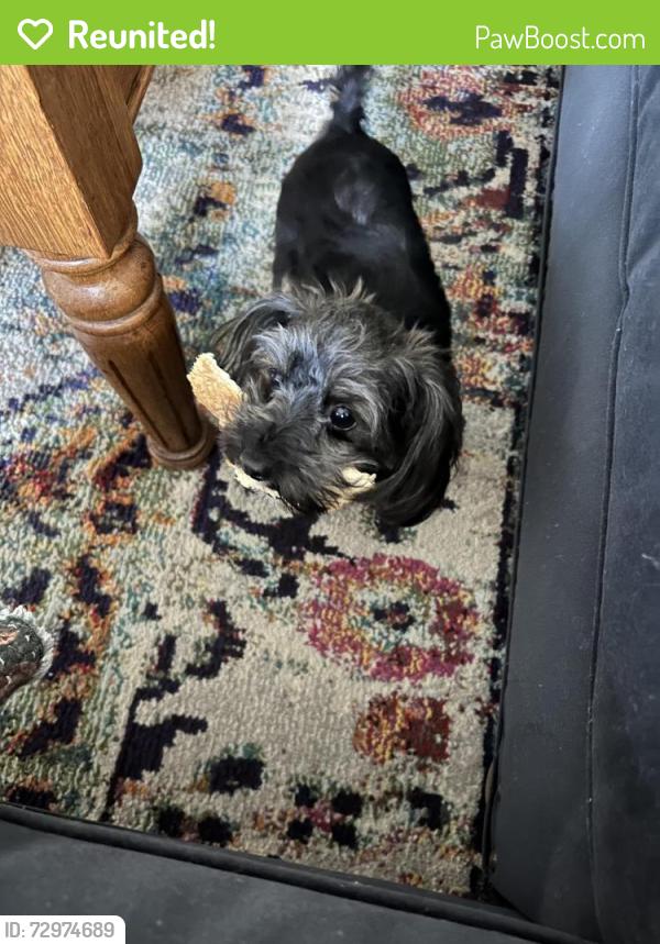 Reunited Female Dog last seen Went east down 5th street , Ocala, FL 34471