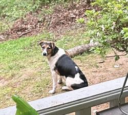 Reunited Female Dog last seen Old Garth and Barracks Rd, Albemarle County, VA 22901