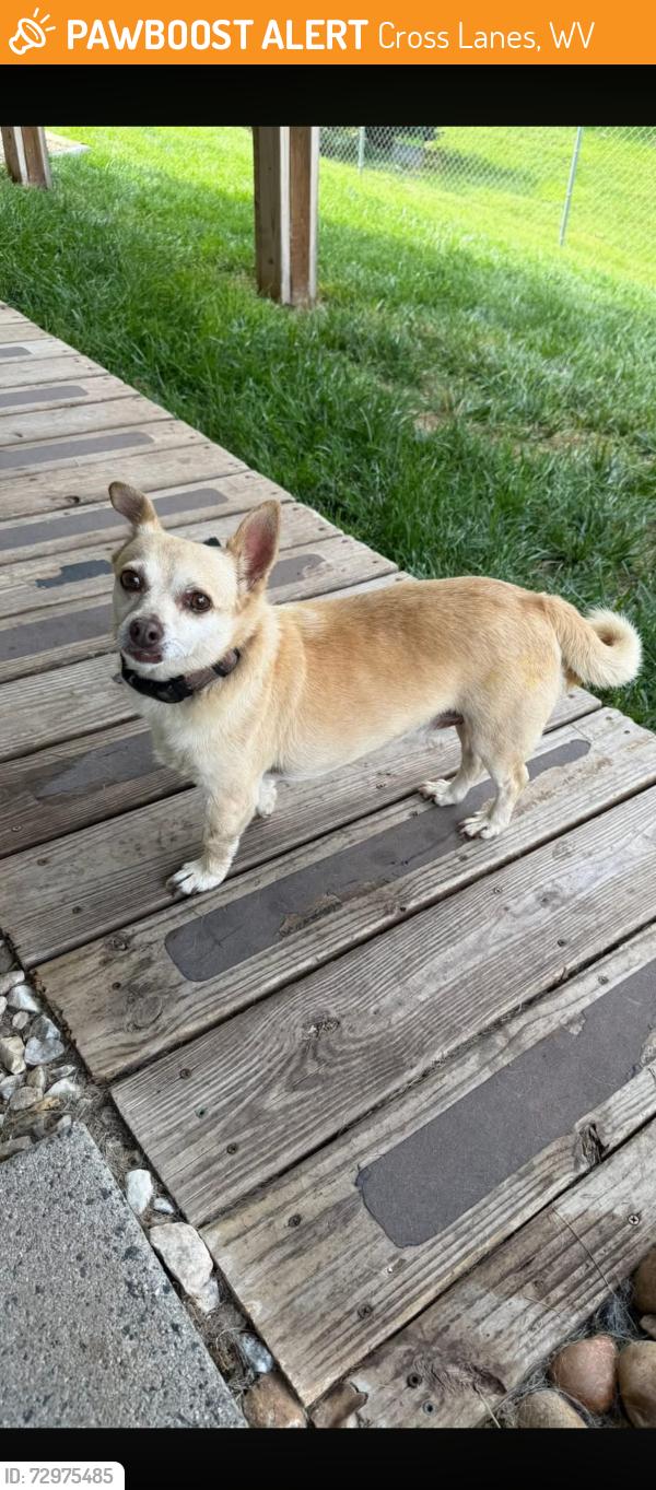 Found/Stray Male Dog last seen Near Perrow Church, Cross Lanes, WV 25313