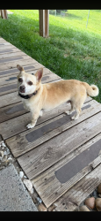 Found/Stray Male Dog last seen Near Perrow Church, Cross Lanes, WV 25313