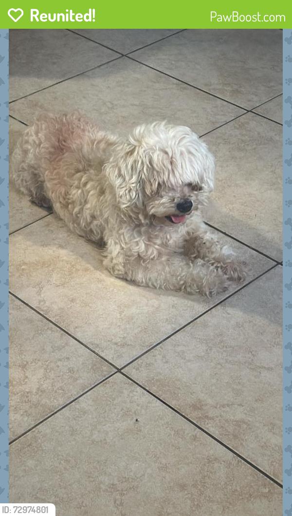 Reunited Male Dog last seen Daisy Ave Long Beach, CA  90802 United States, Long Beach, CA 90802