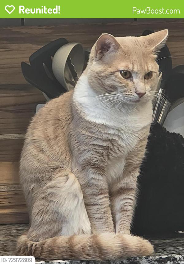 Reunited Male Cat last seen Old coochs bridge & Welsh tract rd behind the red roof in & candlewood suites, Newark, DE 19713