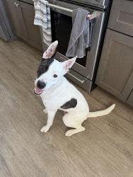 Found/Stray Male Dog last seen Torrance beach, Torrance, CA 90277