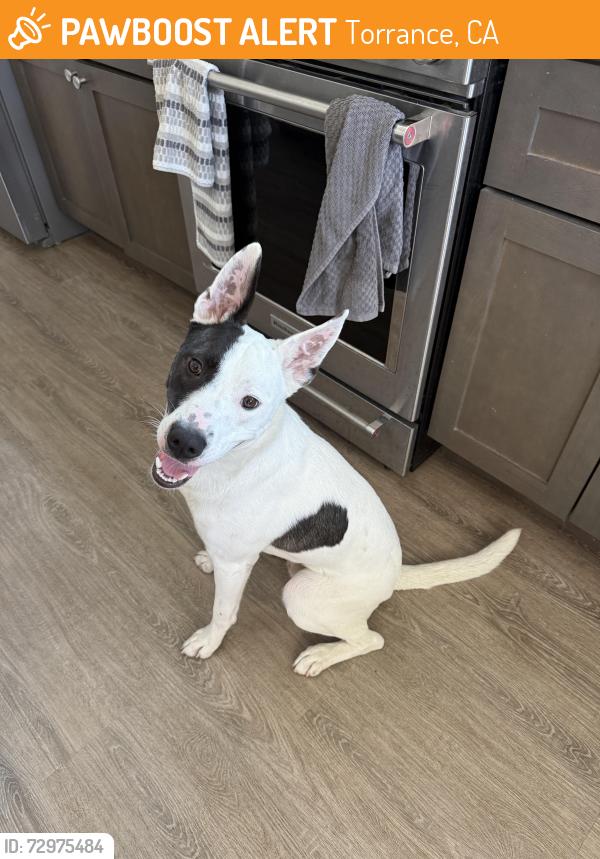 Found/Stray Male Dog last seen Torrance beach, Torrance, CA 90277