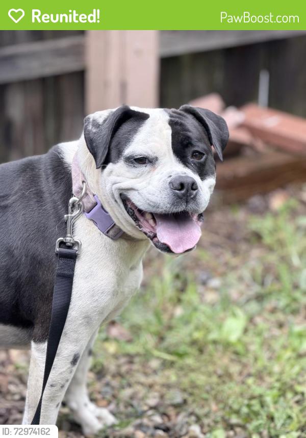 Reunited Female Dog last seen Near intersection of 36 and 61, Sunbury, OH 43074