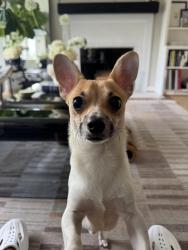 Found/Stray Male Dog last seen Canterbury shores , Seattle, WA 98112