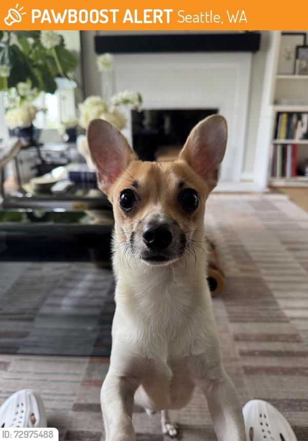 Found/Stray Male Dog last seen Canterbury shores , Seattle, WA 98112