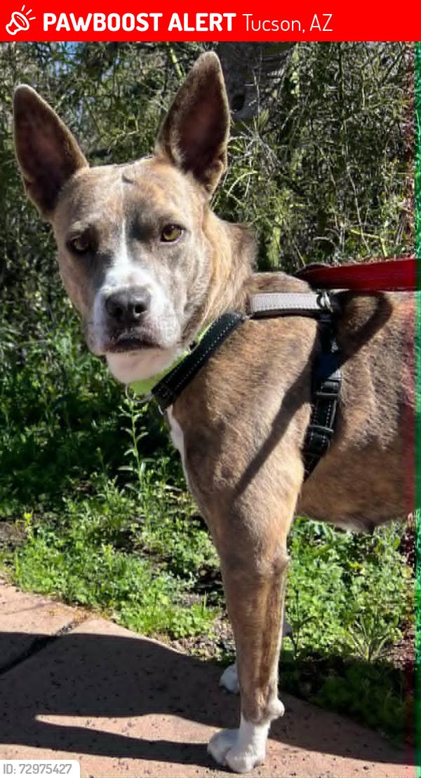 Lost Female Dog last seen Palo Verde & Glenn, Tucson, AZ 85716