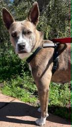 Lost Female Dog last seen Palo Verde & Glenn, Tucson, AZ 85716