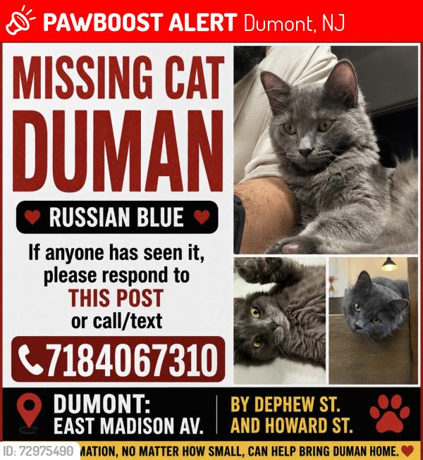 Lost Male Cat last seen East Madıson Ave . Dumont /Nj, Dumont, NJ 07628
