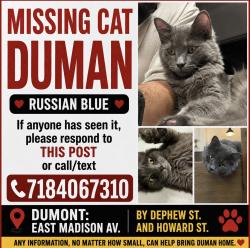 Lost Male Cat last seen East Madıson Ave . Dumont /Nj, Dumont, NJ 07628