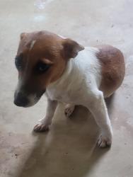 Found/Stray Male Dog last seen FM 1484 and Clint Parker, Montgomery County, TX 77303