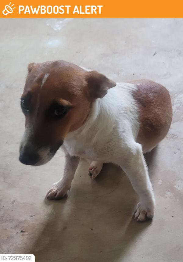 Found/Stray Male Dog last seen FM 1484 and Clint Parker, Montgomery County, TX 77303