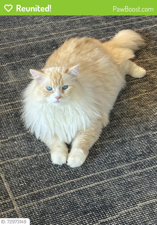 Reunited Male Cat last seen Paseo Delicias and La Granada RSF, Rancho Santa Fe, CA 92091