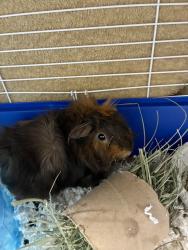 Shelter Stray Female Other last seen Near S Redwood Road, SALT LAKE CITY, UT, 84104, 511 W 3900 S, Salt Lake City, UT 84123, USA