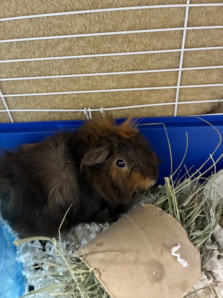 Shelter Stray Female Other last seen Near S Redwood Road, SALT LAKE CITY, UT, 84104, 511 W 3900 S, Salt Lake City, UT 84123, USA