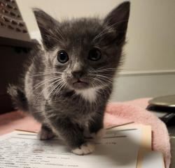 Shelter Stray Female Cat last seen Near Marina Boulevard, SAN LORENZO, CA, 94580, 8323 Baldwin St, Oakland, CA 94621, USA