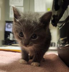 Shelter Stray Male Cat last seen Near Marina Boulevard, SAN LORENZO, CA, 94580, 8323 Baldwin St, Oakland, CA 94621, USA