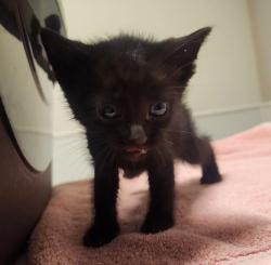 Shelter Stray Male Cat last seen Near Marina Boulevard, SAN LORENZO, CA, 94580, 8323 Baldwin St, Oakland, CA 94621, USA